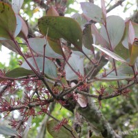 Dendrophthoe neelgherrensis (Wight & Arn.) Tiegh.